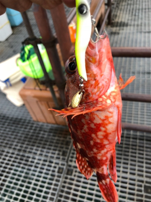 桜島ロックフィッシュ