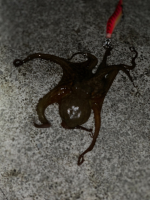 イカねらいでタコ