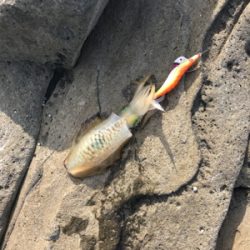 キロアップバラした原因