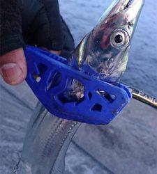 サビキとルアー