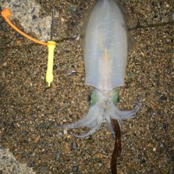 エギング病再発_:(´ཀ`」 ∠):