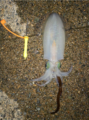 エギング病再発_:(´ཀ`」 ∠):