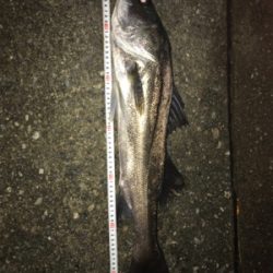 太刀魚いい感じ