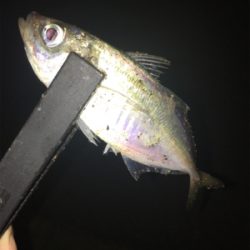 アジングですが、大きなゲストもきました。