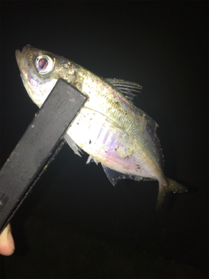 アジングですが、大きなゲストもきました。