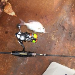 デイアジング!…のつもり