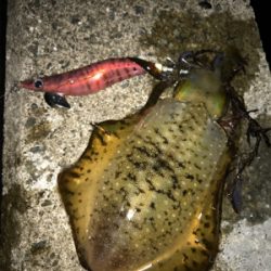 イカも成長中！