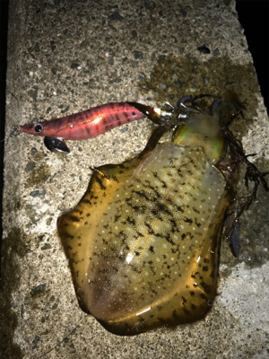 イカも成長中！