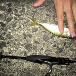 いつものアジング