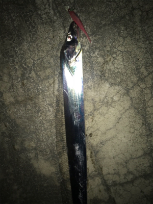 今夜もぼちぼちです‼︎