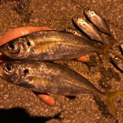 久しぶりにアジング