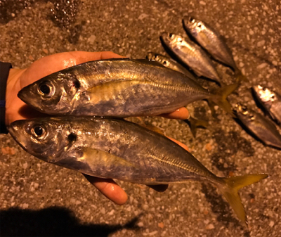 久しぶりにアジング