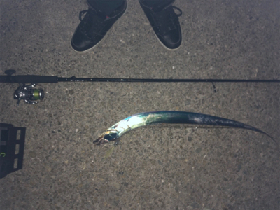 青物、太刀魚狙い