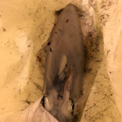 シャローエリアにて