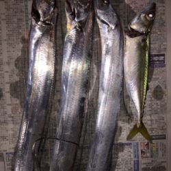 タチウオ3、サバ1