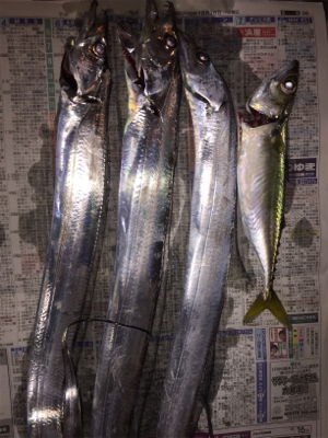 タチウオ3、サバ1