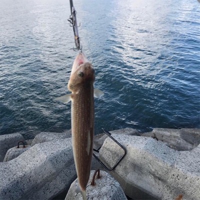 ショアジギ ング