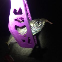 大阪奥湾アジング