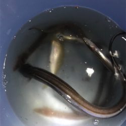 アナゴ&タチウオゲット