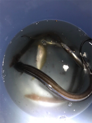 アナゴ&タチウオゲット