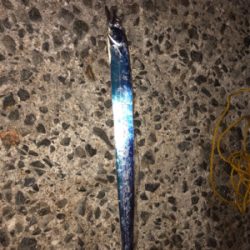 連休マラソン釣り大会