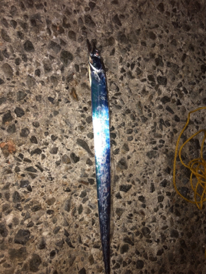 連休マラソン釣り大会