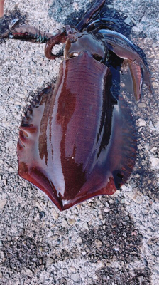 弾丸イカツアー