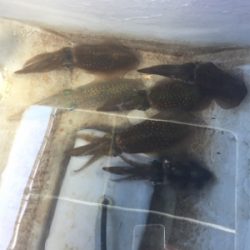 青もんいっぱい!