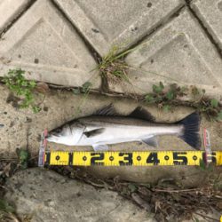 シーバスデイゲーム