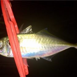 アジンガー1730〜2035