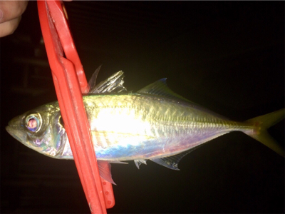 アジンガー1730〜2035