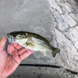 放課後フィッシング