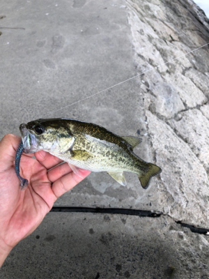 放課後フィッシング