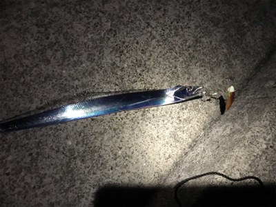 ワインドにてタチウオ