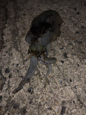 微妙な釣果。す