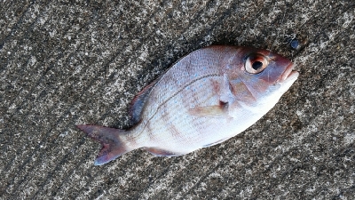 小魚