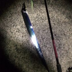 マリンピア沖洲でタチウオ