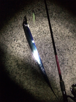 マリンピア沖洲でタチウオ