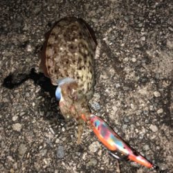 2週間連続 淡路島(^^)墨まみれ(泣)