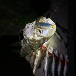 やっとシーズン到来かな