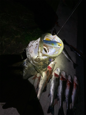 やっとシーズン到来かな