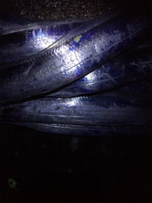 大きくなってますね