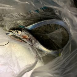 初タチウオの餌釣り