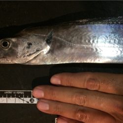 マリンピア沖洲のタチウオ