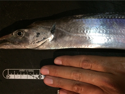 マリンピア沖洲のタチウオ