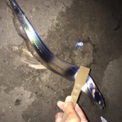 昨日に引き続き今夜もタチフロート。