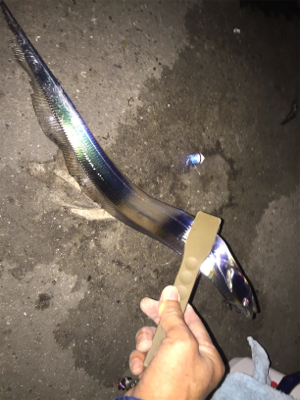 昨日に引き続き今夜もタチフロート。