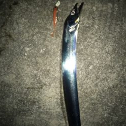 今夜は渋い‼︎