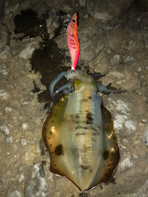 半月を眺めながら今夜も