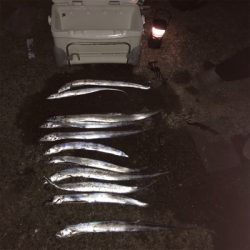 タチウオパーリィ〜